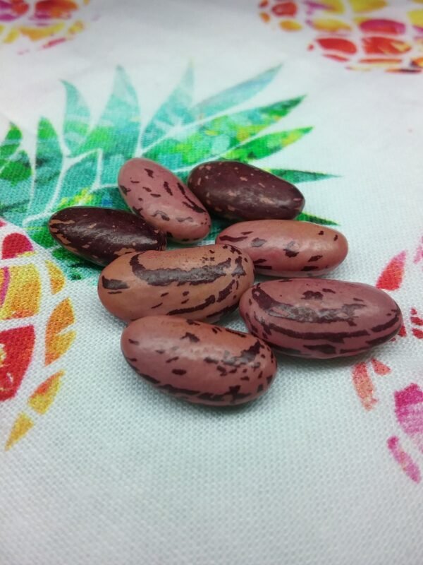 Early Pinkies Bush Bean Heirloom Seeds Grown in Sudbury, Ontario, Canada. Grown Organically. Heritage Hobby Seed Ark.