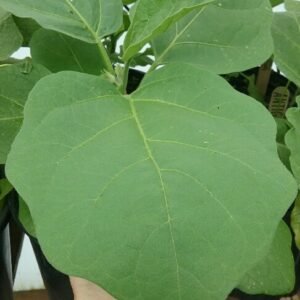 Eggplant Rare Heirloom Seeds Grown in Sudbury, Ontario, Canada. Grown Organically. Heritage Hobby Seed Ark.