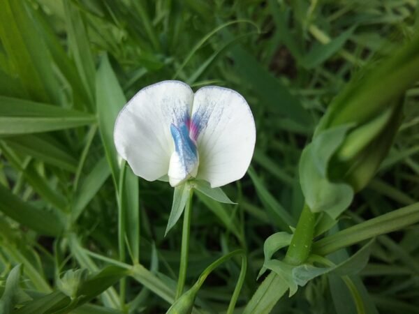 Cicerchia Heirloom Seeds Grown in Sudbury, Ontario, Canada. Grown Organically. Heritage Hobby Seed Ark.