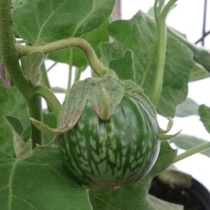 Petch Siam Eggplant Heirloom Seeds Grown in Sudbury, Ontario, Canada. Grown Organically. Heritage Hobby Seed Ark.