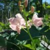 Sunset Runner Bean Heirloom Seeds Grown in Sudbury, Ontario, Canada. Grown Organically. Heritage Hobby Seed Ark.