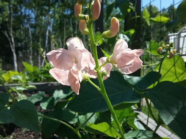 Sunset Runner Bean Heirloom Seeds Grown in Sudbury, Ontario, Canada. Grown Organically. Heritage Hobby Seed Ark.