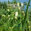 Quaking Grass Heirloom Seeds Grown in Sudbury, Ontario, Canada. Grown Organically. Heritage Hobby Seed Ark.