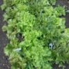 Cocoarde Lettuce Heirloom Seeds Grown in Sudbury, Ontario, Canada. Grown Organically. Heritage Hobby Seed Ark.