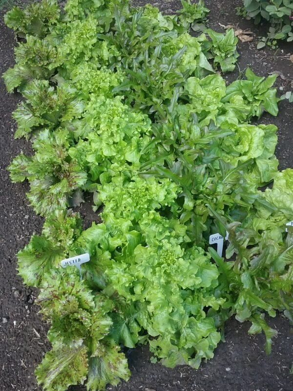 Cocoarde Lettuce Heirloom Seeds Grown in Sudbury, Ontario, Canada. Grown Organically. Heritage Hobby Seed Ark.