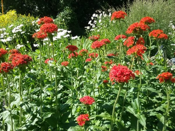 Jerusalem Cross Heirloom Seeds Grown in Sudbury, Ontario, Canada. Grown Organically. Heritage Hobby Seed Ark.