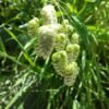 Quaking Grass Heirloom Seeds Grown in Sudbury, Ontario, Canada. Grown Organically. Heritage Hobby Seed Ark.