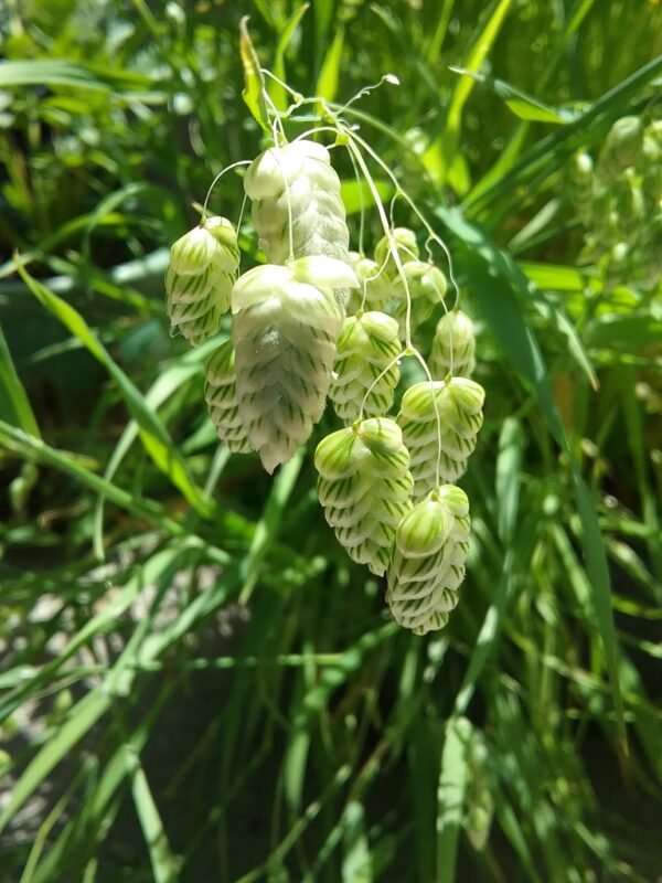 Quaking Grass Heirloom Seeds Grown in Sudbury, Ontario, Canada. Grown Organically. Heritage Hobby Seed Ark.