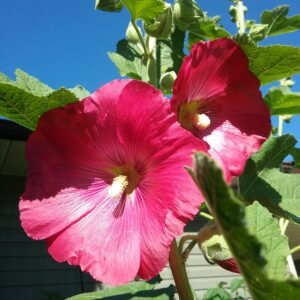 Country Pink Hollyhock Flower Heirloom Seeds Grown in Sudbury, Ontario, Canada. Grown Organically. Heritage Hobby Seed Ark.