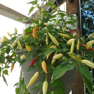 Aji Omnicolor Pepper Heirloom Seeds Grown in Sudbury, Ontario, Canada. Grown Organically. Heritage Hobby Seed Ark.