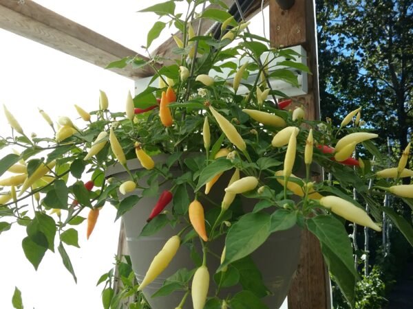 Aji Omnicolor Pepper Heirloom Seeds Grown in Sudbury, Ontario, Canada. Grown Organically. Heritage Hobby Seed Ark.