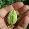 Liso Calcutta Gherkin Heirloom Seeds Grown in Sudbury, Ontario, Canada. Grown Organically. Heritage Hobby Seed Ark.