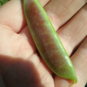 Spring Blush Snap Pea Heirloom Seeds Grown in Sudbury, Ontario, Canada. Grown Organically. Heritage Hobby Seed Ark.