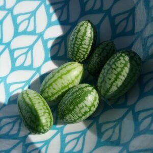 Cucamelon Heirloom Seeds Grown in Sudbury, Ontario, Canada. Grown Organically. Heritage Hobby Seed Ark.