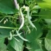 Ice Semi-Runner Bean Heirloom Seeds. Grown in Sudbury, Ontario, Canada. Organically Grown. Heritage Hobby Seed Ark.