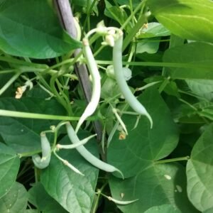 Ice Semi-Runner Bean Heirloom Seeds. Grown in Sudbury, Ontario, Canada. Organically Grown. Heritage Hobby Seed Ark.