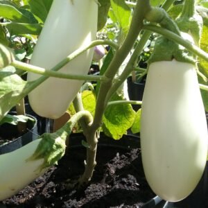 Casper Eggplant Heirloom Seeds Grown in Sudbury, Ontario, Canada. Grown Organically. Heritage Hobby Seed Ark.