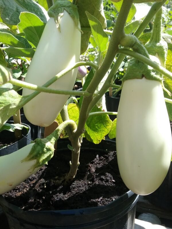 Casper Eggplant Heirloom Seeds Grown in Sudbury, Ontario, Canada. Grown Organically. Heritage Hobby Seed Ark.