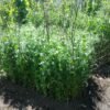 Novella Hyper Tendril Pea Heirloom Seeds Grown in Sudbury, Ontario, Canada. Grown Organically. Heritage Hobby Seed Ark.