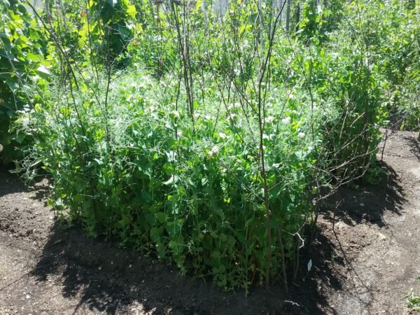 Novella Hyper Tendril Pea Heirloom Seeds Grown in Sudbury, Ontario, Canada. Grown Organically. Heritage Hobby Seed Ark.