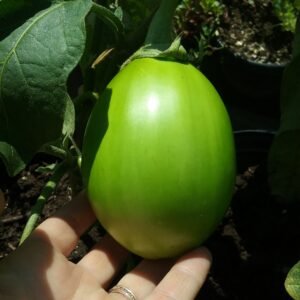 Early Green Eggplant Heirloom Seeds Grown in Sudbury, Ontario, Canada. Grown Organically. Heritage Hobby Seed Ark.