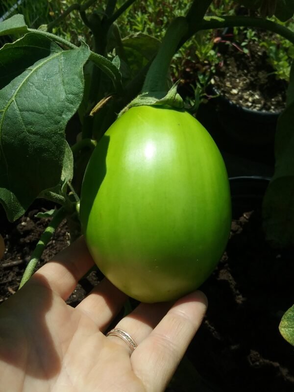 Early Green Eggplant Heirloom Seeds Grown in Sudbury, Ontario, Canada. Grown Organically. Heritage Hobby Seed Ark.