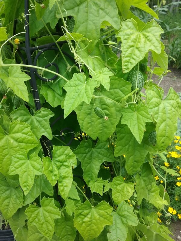 Cucamelon Heirloom Seeds Grown in Sudbury, Ontario, Canada. Grown Organically. Heritage Hobby Seed Ark.