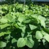 Hoseki Soybean Heirloom Seeds Grown in Sudbury, Ontario, Canada. Grown Organically. Heritage Hobby Seed Ark.