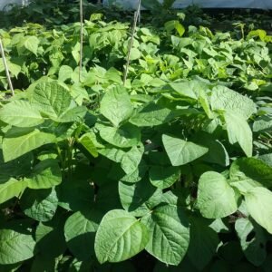 Hoseki Soybean Heirloom Seeds Grown in Sudbury, Ontario, Canada. Grown Organically. Heritage Hobby Seed Ark.