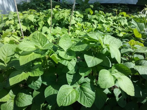 Hoseki Soybean Heirloom Seeds Grown in Sudbury, Ontario, Canada. Grown Organically. Heritage Hobby Seed Ark.