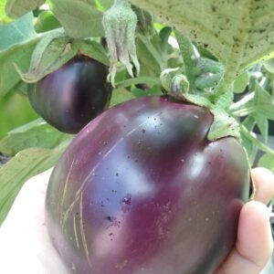 Morden Midget Eggplant Heirloom Seeds Grown in Sudbury, Ontario, Canada. Grown Organically. Heritage Hobby Seed Ark.