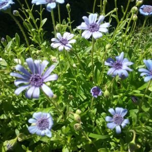 Kingfisher Daisy Flower Heirloom Seeds Grown in Sudbury, Ontario, Canada. Grown Organically. Heritage Hobby Seed Ark.