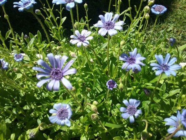 Kingfisher Daisy Flower Heirloom Seeds Grown in Sudbury, Ontario, Canada. Grown Organically. Heritage Hobby Seed Ark.