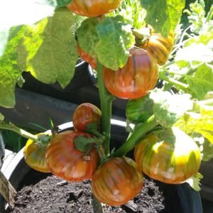 Turkish Orange Eggplant Heirloom Seeds Grown in Sudbury, Ontario, Canada. Grown Organically. Heritage Hobby Seed Ark.