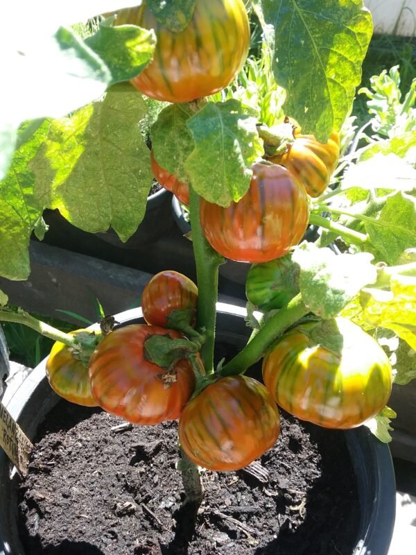 Turkish Orange Eggplant Heirloom Seeds Grown in Sudbury, Ontario, Canada. Grown Organically. Heritage Hobby Seed Ark.