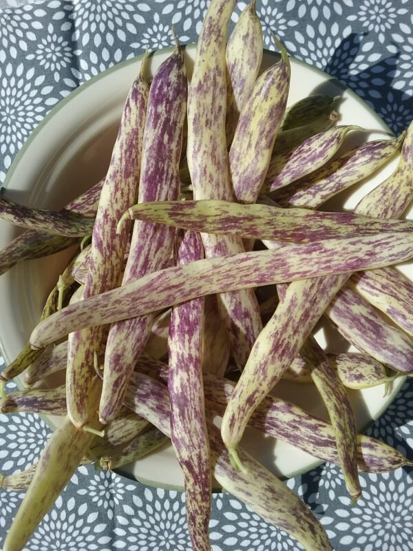 Dragon's Tongue Bush Bean Heirloom Seeds. Grown in Sudbury, Ontario, Canada. Organically Grown. Heritage Hobby Seed Ark.