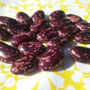 Rotebeerbohne Bush Bean Heirloom Seeds Grown in Sudbury, Ontario, Canada. Grown Organically. Heritage Hobby Seed Ark.