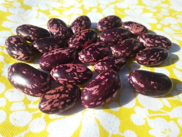 Rotebeerbohne Bush Bean Heirloom Seeds Grown in Sudbury, Ontario, Canada. Grown Organically. Heritage Hobby Seed Ark.