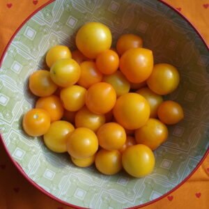 Tomato Seeds - Dwarf and Mini Pot Varieties, All Colors