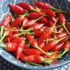 Inca Red Drop Pepper Heirloom Seeds Grown in Sudbury, Ontario, Canada. Grown Organically. Heritage Hobby Seed Ark.