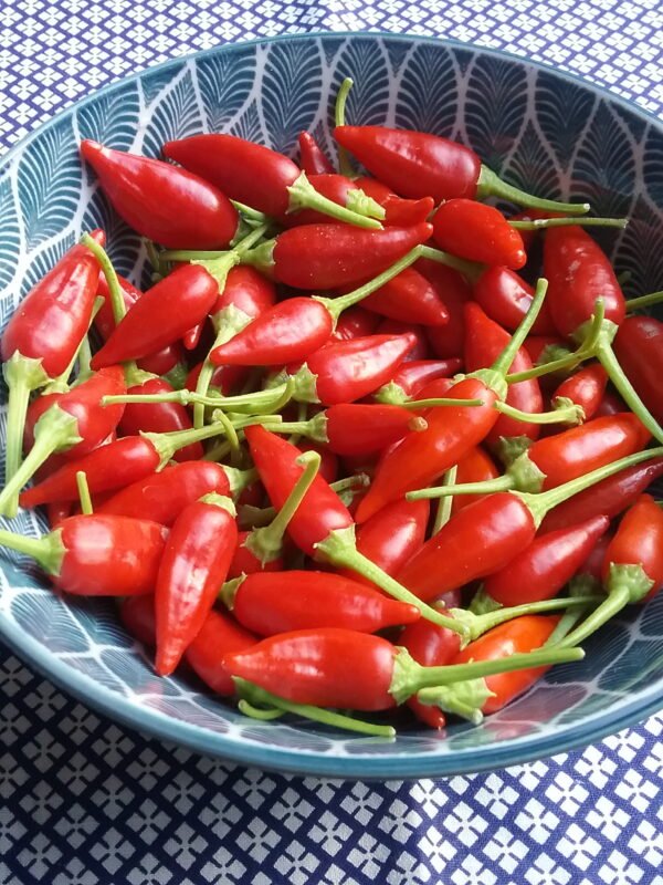 Inca Red Drop Pepper Heirloom Seeds Grown in Sudbury, Ontario, Canada. Grown Organically. Heritage Hobby Seed Ark.