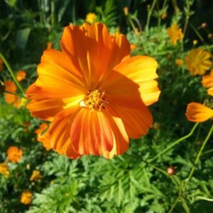 Kenikir Flower Heirloom Seeds Grown in Sudbury, Ontario, Canada. Grown Organically. Heritage Hobby Seed Ark.