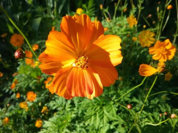 Kenikir Flower Heirloom Seeds Grown in Sudbury, Ontario, Canada. Grown Organically. Heritage Hobby Seed Ark.