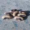 Bis Bush Bean Heirloom Seeds. Grown in Sudbury, Ontario, Canada. Organically Grown. Heritage Hobby Seed Ark.