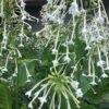 Woodland Nicotiana Flower Heirloom Seeds Grown in Sudbury, Ontario, Canada. Grown Organically. Heritage Hobby Seed Ark.