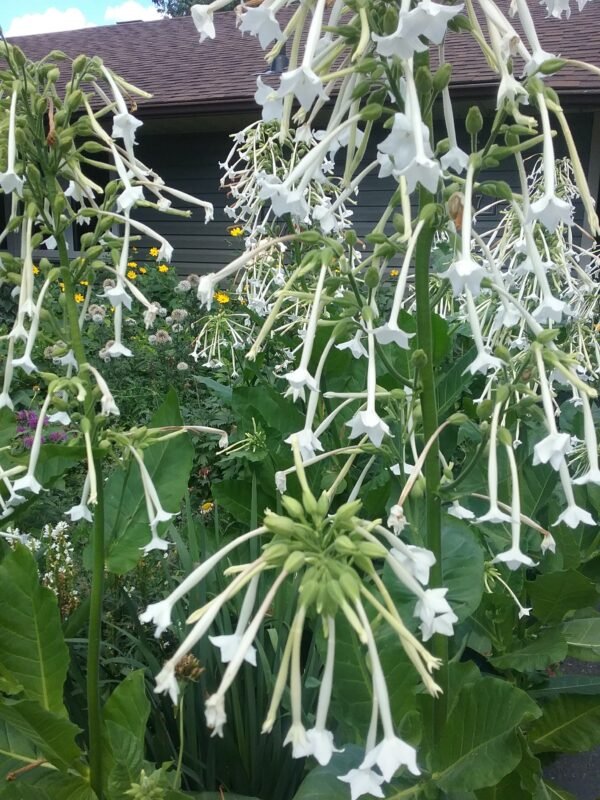 Woodland Nicotiana Flower Heirloom Seeds Grown in Sudbury, Ontario, Canada. Grown Organically. Heritage Hobby Seed Ark.