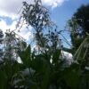 Woodland Nicotiana Flower Heirloom Seeds Grown in Sudbury, Ontario, Canada. Grown Organically. Heritage Hobby Seed Ark.