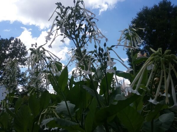 Woodland Nicotiana Flower Heirloom Seeds Grown in Sudbury, Ontario, Canada. Grown Organically. Heritage Hobby Seed Ark.