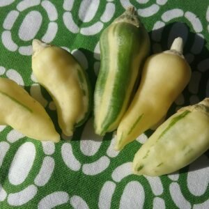 Fish Pepper Heirloom Seeds Grown in Sudbury, Ontario, Canada. Grown Organically. Heritage Hobby Seed Ark.