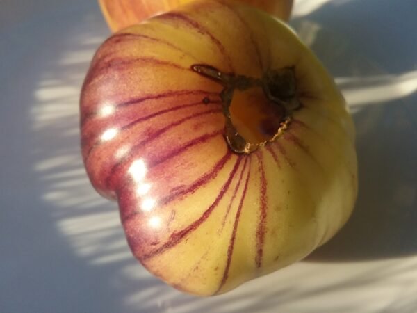 Sart Roloise Tomato Heirloom Seeds Grown in Sudbury, Ontario, Canada. Grown Organically. Heritage Hobby Seed Ark.